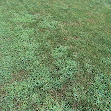 Weeds-Grassy-vs-Broadleaf 0